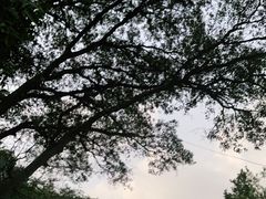 -紫金山山顶公园