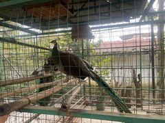 -瑞丽独树成林风景区