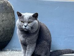 -龙华素斋(龙华路店)