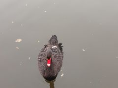 -成都南湖公园