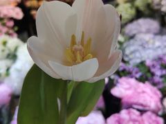 -双季花艺园艺市场(浦东店)