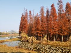 -艾溪湖湿地公园