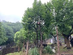 -都江堰中华大熊猫苑