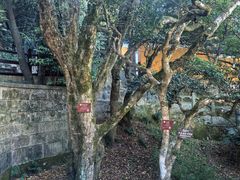 -普陀山慧济禅寺