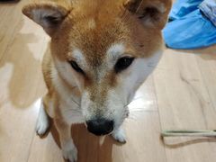 -是阿柴呀！柴犬咖啡·爱喵喵猫咖