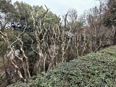 -黄鹤楼