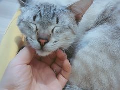 -藏猫猫咖啡主题馆(中央大道店)