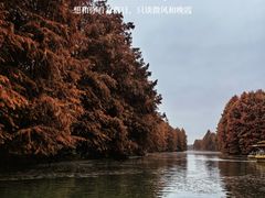 -上海海湾国家森林公园