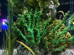 -暹罗海洋世界