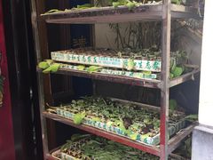 -福照楼汽锅鸡·云南菜(护国路店)