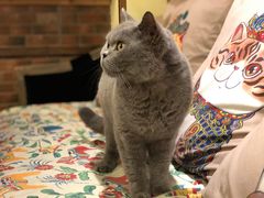 -more than meow吴止猫主题餐厅(承德 中船汇店)