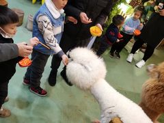 -藦茜花园宠物主题亲子互动体验馆(国顺东路店)