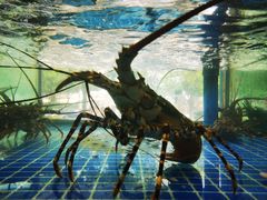 -高记广州大排档(关平路店)