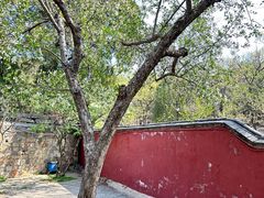 -泰山风景名胜区-普照寺