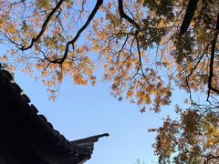 -八大山人梅湖景区