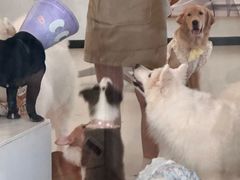 -共舞时光猫咖·狗咖(新街口店)