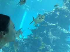 -海棠湾洲际-涛·海底餐厅·美人鱼·自助餐·海底隧道