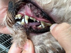 -宠福鑫康馨动物医院·骨科·眼科