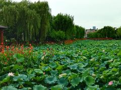 -荷花公园