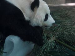 -成都动物园