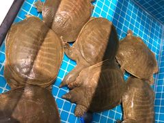 -元银甲·湖北地标美食(汉阳店)
