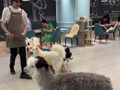 -安格丽娜·狗咖·猫咖羊驼咖(春熙路百盛商场店)