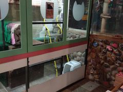 -猫咪博物馆(顶澳仔猫街店)