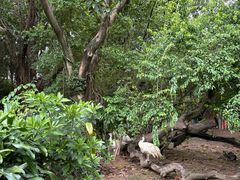 -广州长隆飞鸟乐园