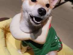 -逗柴咖啡屋·狗咖猫咖宠物桌游