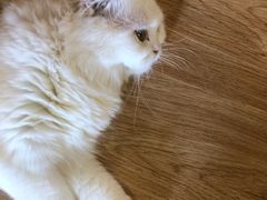 -猫和宫(六道口店)