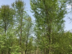 -镇江市南山风景名胜区竹林景区