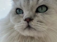 -怪兽屋·羊驼·猫咖·狗咖(俊华广场店)