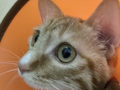 -米苏动物医院·犬猫专科·骨科外科内窥镜