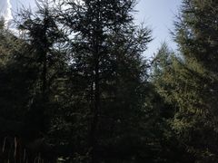 -塞罕坝国家级自然保护区