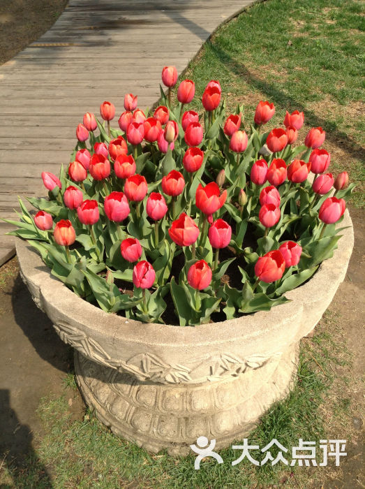 照片(8)-一盆郁金香