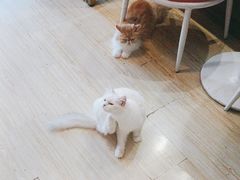 -Sweet cat·星愿猫咖(国贸大厦店)