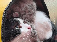 -创凡宠物医院·骨专科  猫科中心(西乡分院)