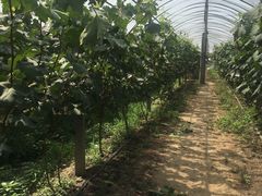 -马陆小张葡萄园农家乐