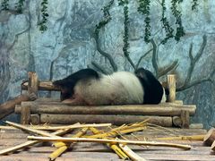 -深圳野生动物园