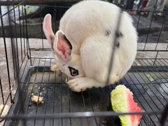 -芭厘·农庄老字号.电饭煲五指毛桃焗鸡