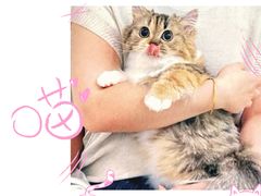 -momokira米努特·德文卷毛猫·棉花面纱犬