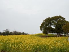 -九龙湖公园