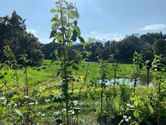 -四季酒店下午茶