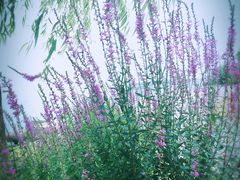 -上海滴水湖皇冠假日酒店