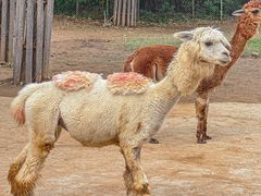 -济南野生动物世界