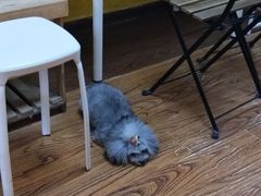 -志龙皇冠吃货椰子铺