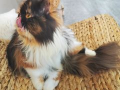 -More Fun猫咖 二十只万元加菲主题