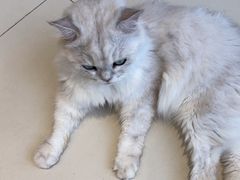-怪兽屋·羊驼·猫咖·狗咖(俊华广场店)