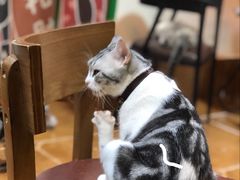 -李小姐の猫咖啡馆(五角场店)