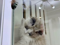 -青奢宠物·青奢猫舍